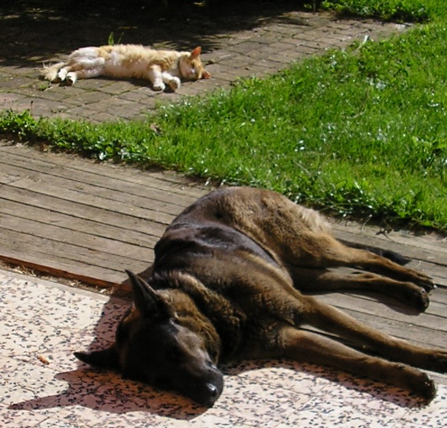 one of yours each day - Page 41 Chienchat